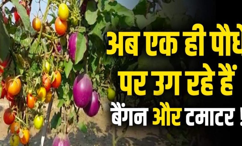 एक ही पौधे से उगाएं 2 सब्जियां: किसानों को तगड़ा मुनाफा, जादुई पौधे से 3 किलो बैंगन और 4 किलो टमाटर का उत्पादन