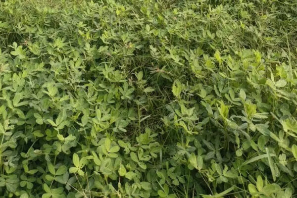ग्रीष्मकालीन मूंगफली खेती से बढ़ी किसान की आमदनी, परंपरागत खेती से निकला नवाचार की ओर…